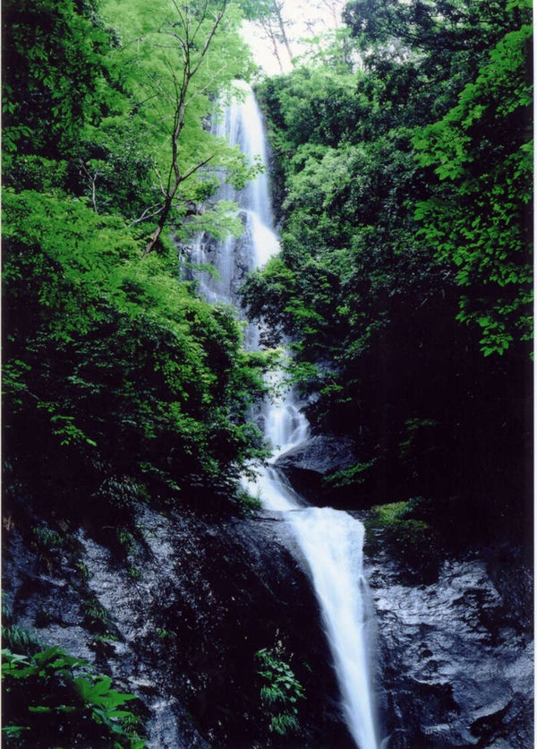 【和歌山県内発】 日本海浜坂港の水産会社のお店で食す!白いか姿造り・あわび踊り焼き・うにと名瀑「猿尾滝」& 絶景「餘部鉄橋空の駅」 日帰り3